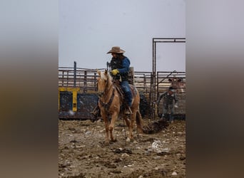American Quarter Horse, Merrie, 5 Jaar, 142 cm, Palomino