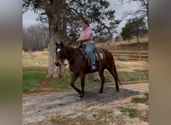 American Quarter Horse, Merrie, 5 Jaar, 142 cm, Roodbruin