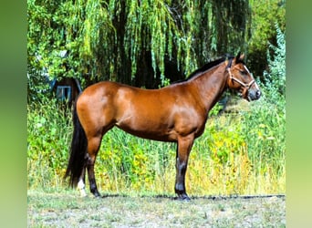 American Quarter Horse, Merrie, 5 Jaar, 142 cm, Roodbruin