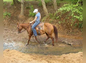 American Quarter Horse, Merrie, 5 Jaar, 142 cm, Roodvos