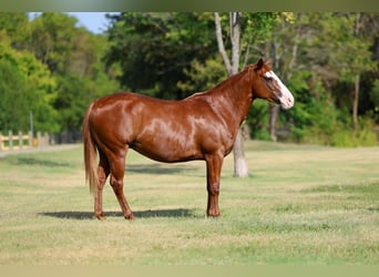 American Quarter Horse, Merrie, 5 Jaar, 142 cm, Roodvos