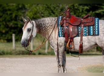 American Quarter Horse, Merrie, 5 Jaar, 142 cm, Schimmel