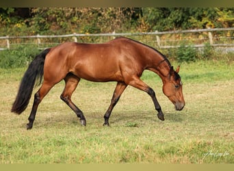 American Quarter Horse, Merrie, 5 Jaar, 145 cm, Bruin