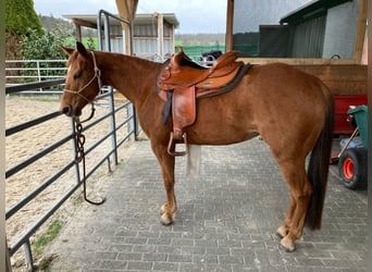 American Quarter Horse, Merrie, 5 Jaar, 145 cm, Donkere-vos