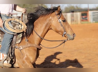 American Quarter Horse Mix, Merrie, 5 Jaar, 145 cm, Falbe