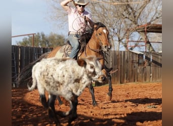 American Quarter Horse Mix, Merrie, 5 Jaar, 145 cm, Falbe