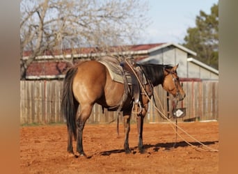 American Quarter Horse Mix, Merrie, 5 Jaar, 145 cm, Falbe