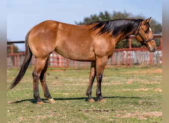 American Quarter Horse Mix, Merrie, 5 Jaar, 145 cm, Falbe