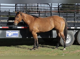 American Quarter Horse Mix, Merrie, 5 Jaar, 145 cm, Falbe