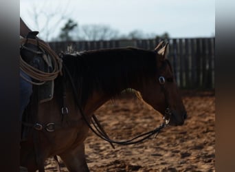 American Quarter Horse Mix, Merrie, 5 Jaar, 145 cm, Falbe