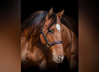 American Quarter Horse Mix, Merrie, 5 Jaar, 145 cm, Falbe