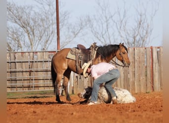 American Quarter Horse Mix, Merrie, 5 Jaar, 145 cm, Falbe