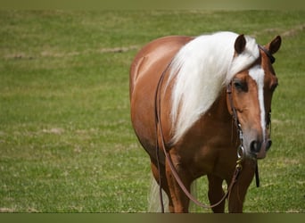 American Quarter Horse, Merrie, 5 Jaar, 145 cm, Palomino