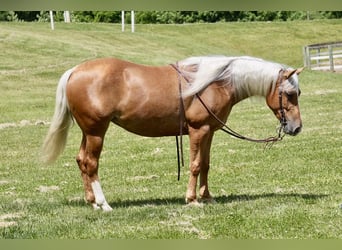 American Quarter Horse, Merrie, 5 Jaar, 145 cm, Palomino
