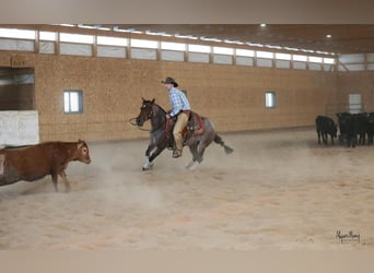 American Quarter Horse, Merrie, 5 Jaar, 145 cm, Roan-Bay