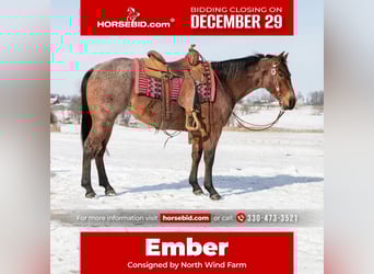 American Quarter Horse, Merrie, 5 Jaar, 145 cm, Roan-Bay