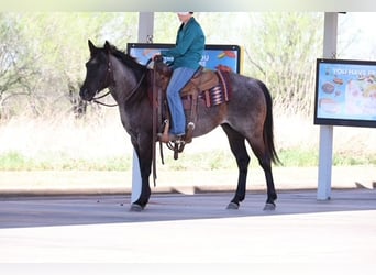 American Quarter Horse, Merrie, 5 Jaar, 145 cm, Roan-Blue