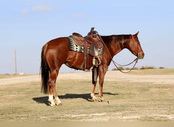 American Quarter Horse, Merrie, 5 Jaar, 145 cm, Roodvos