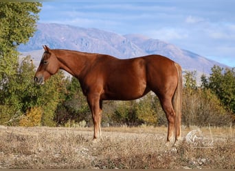 American Quarter Horse, Merrie, 5 Jaar, 145 cm, Roodvos