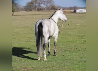 American Quarter Horse, Merrie, 5 Jaar, 145 cm, Schimmel