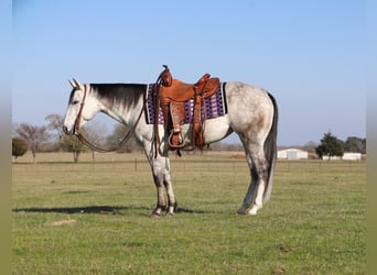 American Quarter Horse, Merrie, 5 Jaar, 145 cm, Schimmel