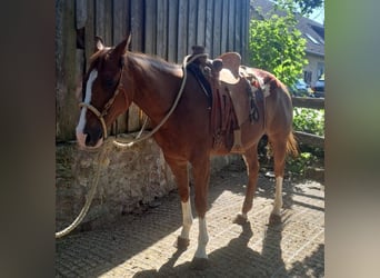 American Quarter Horse, Merrie, 5 Jaar, 145 cm, Vos