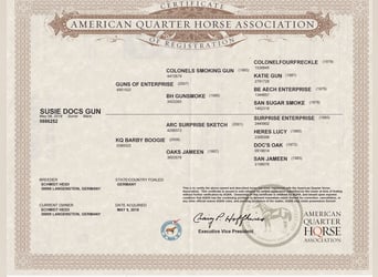 American Quarter Horse, Merrie, 5 Jaar, 145 cm, Vos