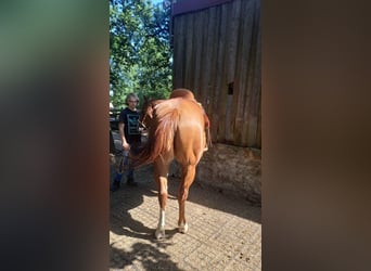 American Quarter Horse, Merrie, 5 Jaar, 145 cm, Vos