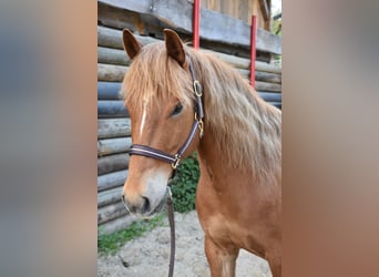 American Quarter Horse, Merrie, 5 Jaar, 145 cm, Vos