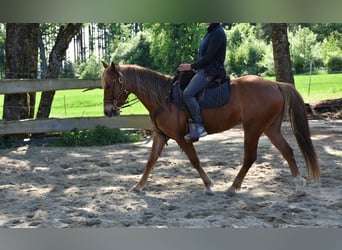 American Quarter Horse, Merrie, 5 Jaar, 145 cm, Vos