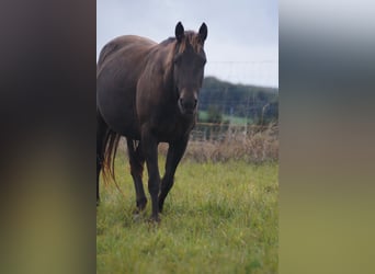 American Quarter Horse, Merrie, 5 Jaar, 146 cm, Buckskin