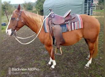 American Quarter Horse, Merrie, 5 Jaar, 146 cm, Vos