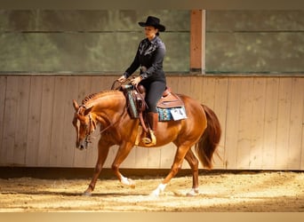 American Quarter Horse, Merrie, 5 Jaar, 146 cm, Vos