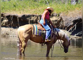 American Quarter Horse, Merrie, 5 Jaar, 147 cm, Palomino
