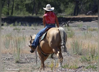 American Quarter Horse, Merrie, 5 Jaar, 147 cm, Palomino