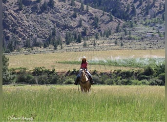 American Quarter Horse, Merrie, 5 Jaar, 147 cm, Palomino