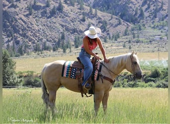 American Quarter Horse, Merrie, 5 Jaar, 147 cm, Palomino
