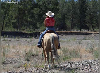 American Quarter Horse, Merrie, 5 Jaar, 147 cm, Palomino