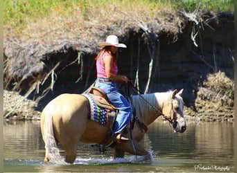 American Quarter Horse, Merrie, 5 Jaar, 147 cm, Palomino