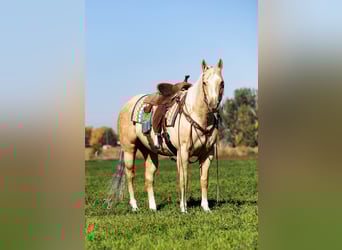 American Quarter Horse, Merrie, 5 Jaar, 147 cm, Palomino
