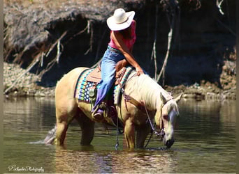 American Quarter Horse, Merrie, 5 Jaar, 147 cm, Palomino