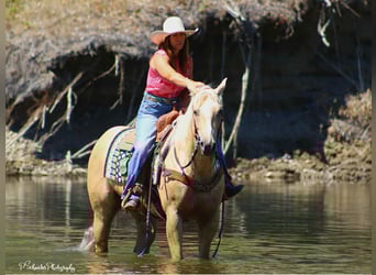 American Quarter Horse, Merrie, 5 Jaar, 147 cm, Palomino