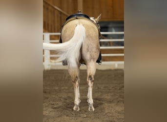 American Quarter Horse, Merrie, 5 Jaar, 147 cm, Palomino