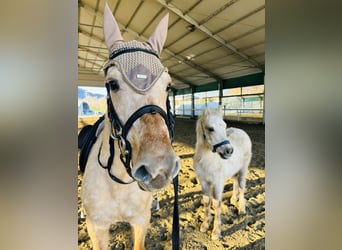 American Quarter Horse, Merrie, 5 Jaar, 147 cm, Palomino