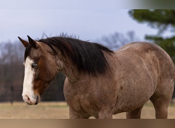 American Quarter Horse, Merrie, 5 Jaar, 147 cm, Roan-Bay