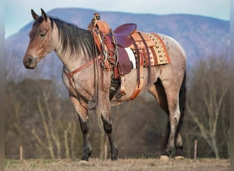 American Quarter Horse, Merrie, 5 Jaar, 147 cm, Roan-Bay