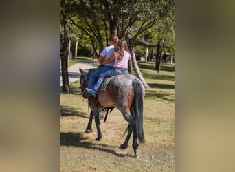 American Quarter Horse, Merrie, 5 Jaar, 147 cm, Roan-Bay