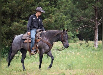 American Quarter Horse, Merrie, 5 Jaar, 147 cm, Roan-Blue