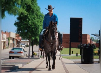 American Quarter Horse, Merrie, 5 Jaar, 147 cm, Roan-Blue