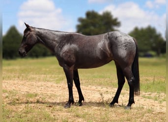 American Quarter Horse, Merrie, 5 Jaar, 147 cm, Roan-Blue